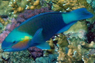 Scarus ferrugineus - Rostkopf-Papageifisch (Rost-Papageienfisch, Rostnacken-Papageifisch, Rostpapageifisch)